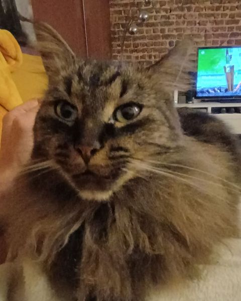 Platzhalter-Foto (Katze) – in Leadpages ersetzen