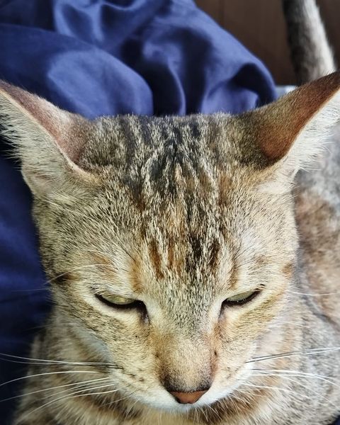 Platzhalter-Foto (Katze) – in Leadpages durch ein Foto zum Kurs ersetzen