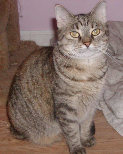 Platzhalter-Foto (Katze) – in Leadpages ersetzen