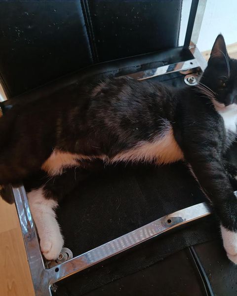Platzhalter-Foto (Katze) – in Leadpages durch ein Porträt von Claudia Witticke ersetzen