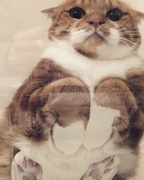 Platzhalter-Foto (Katze) – in Leadpages durch ein Porträt von Claudia Witticke ersetzen