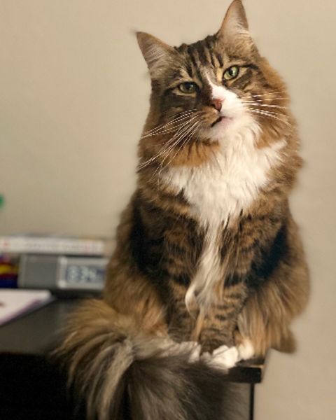 Platzhalter-Foto (Katze) – in Leadpages durch ein Porträt von Claudia Witticke ersetzen