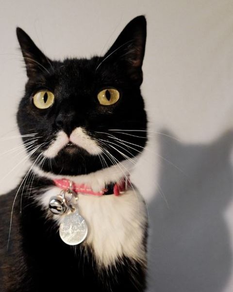 Platzhalter-Foto (Katze) – in Leadpages durch ein Porträt von Claudia Witticke ersetzen