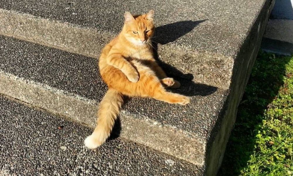 Котик