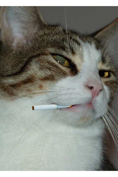赛博猫咪