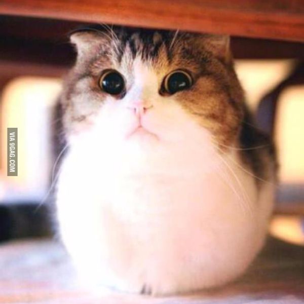 Captain Fuzzbutt's Shoulder Bag