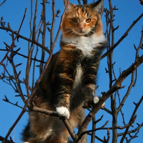 Sir Pounce-a-Lot Brooch
