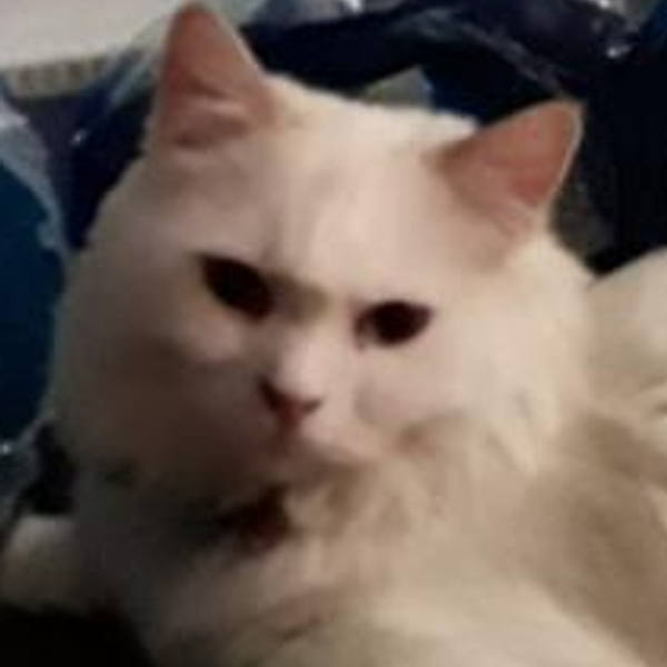 Lady Furballs Velvet Midi