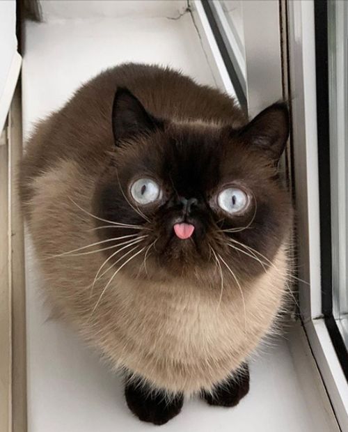 Keks, available for adoption