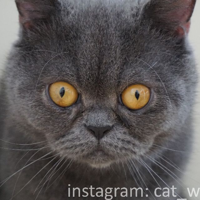 cute cat