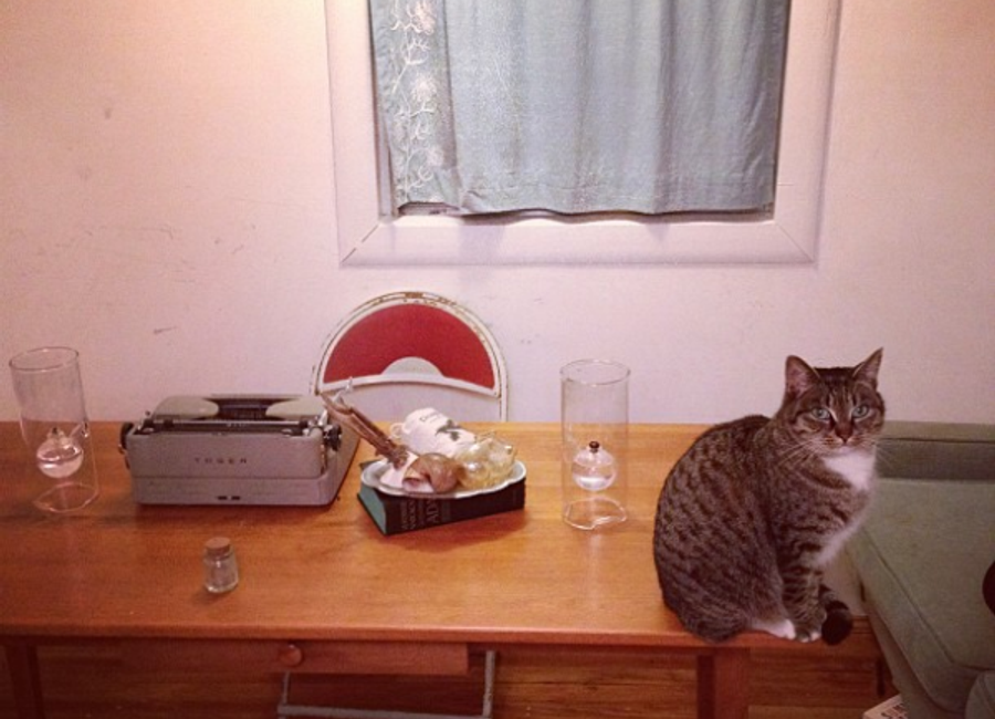 Random cat supplied by CATAAS