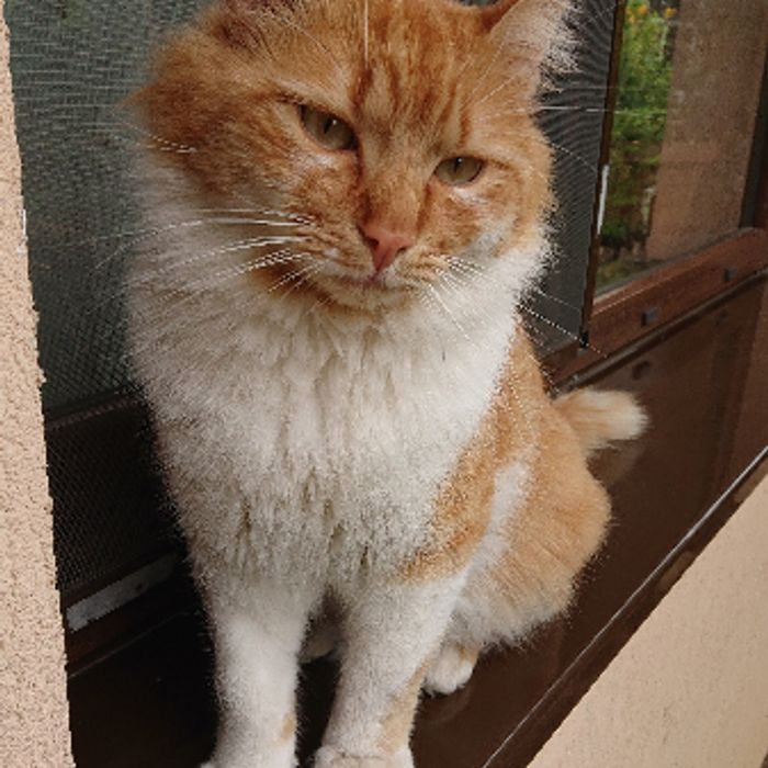 Foto de Machin
