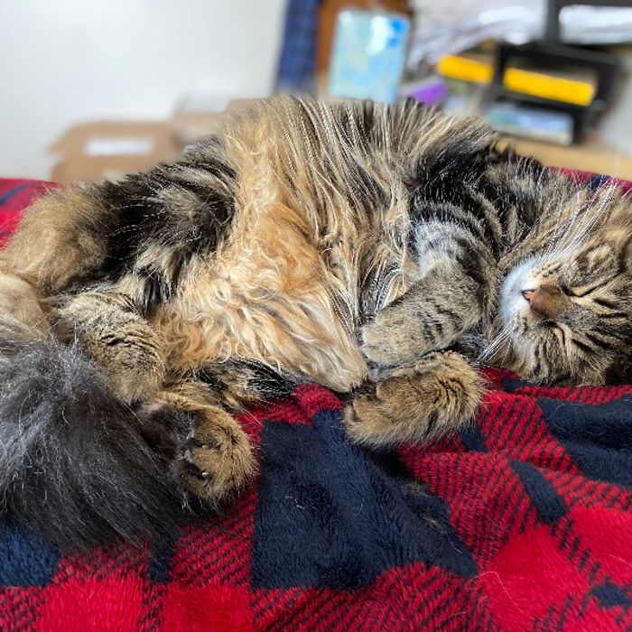 Foto de Simba