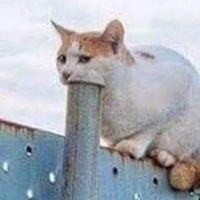 Квадратная фотография кота