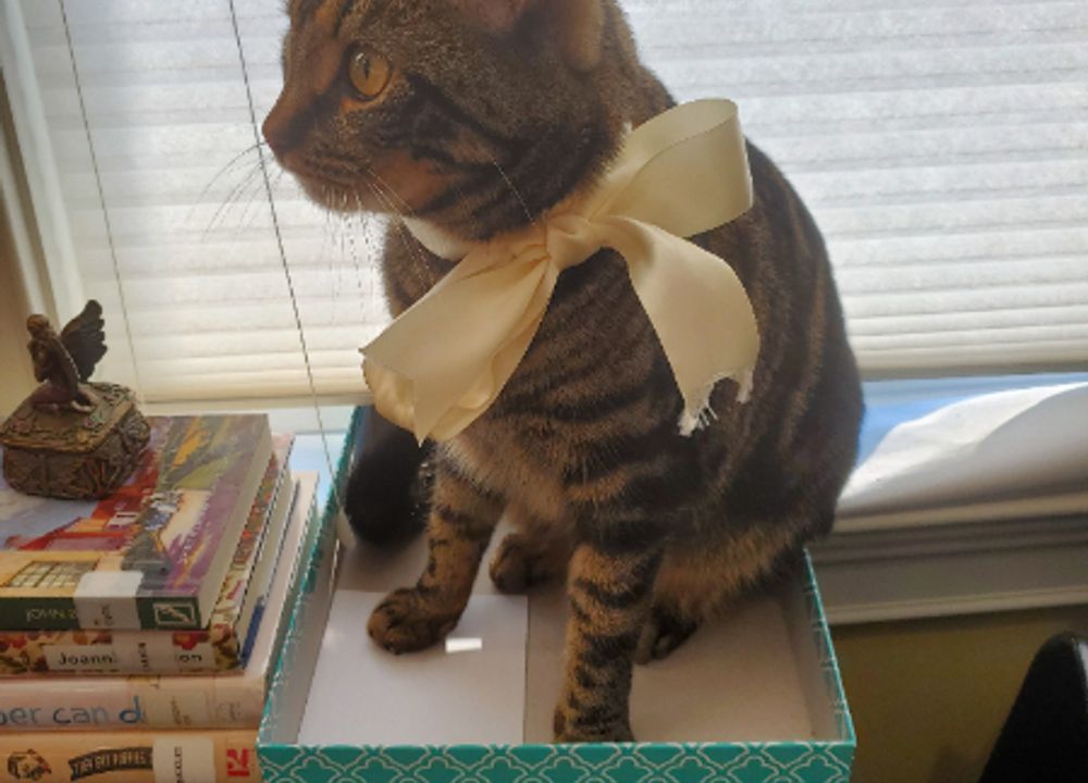 パピーヴィレッジ アトロ（静岡県沼津市）- ブリーダー 矢込 晴菜