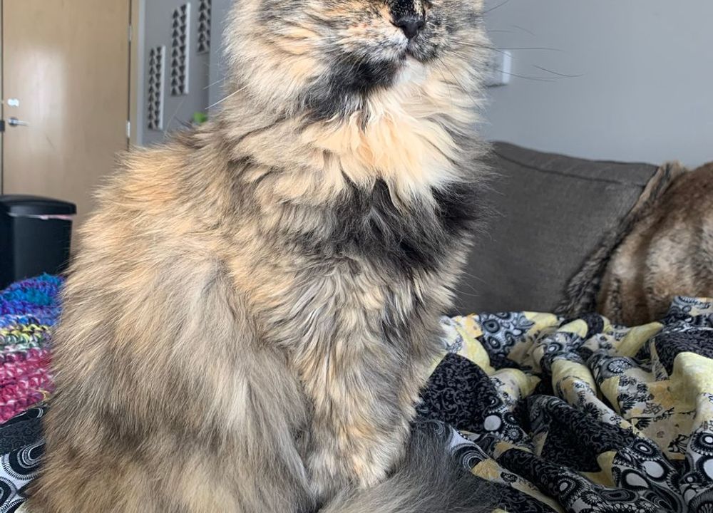 パピーヴィレッジ チドリ（愛知県名古屋市）- ブリーダー 松原 慶典