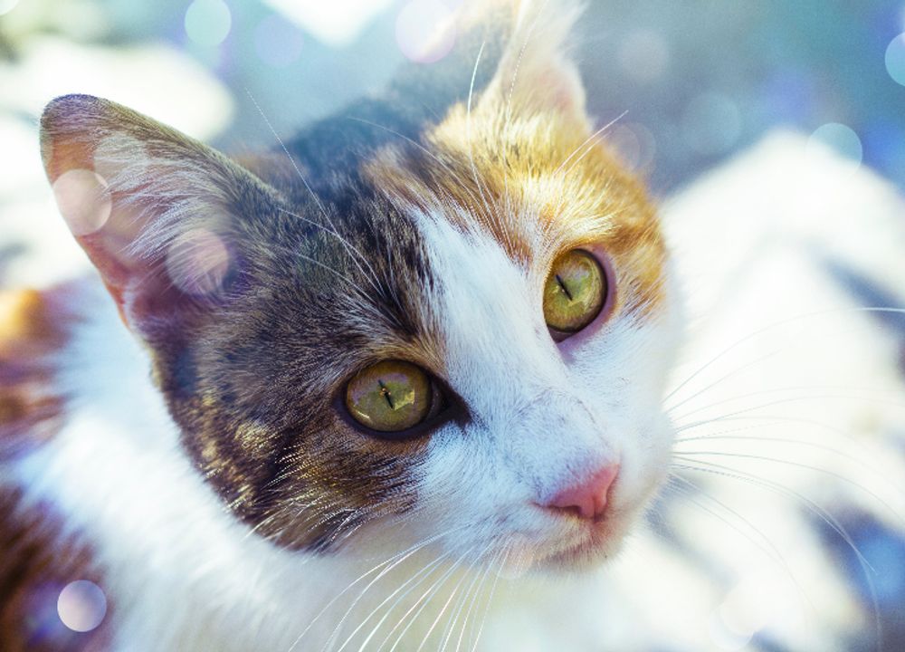 パピーヴィレッジ ヒバリ（茨城県守谷市）- ブリーダー 鈴木 理菜