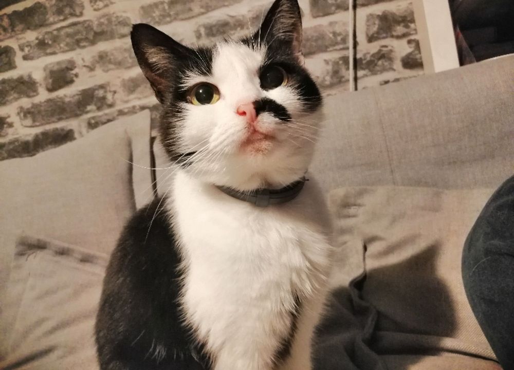 パピーヴィレッジ ライチョウ（岐阜県岐阜市）- ブリーダー 峯岸 歩夢