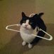 a cat