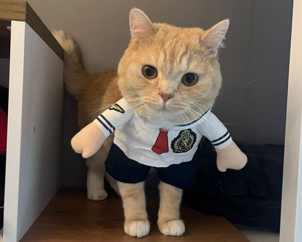 Pet Therapy cattery