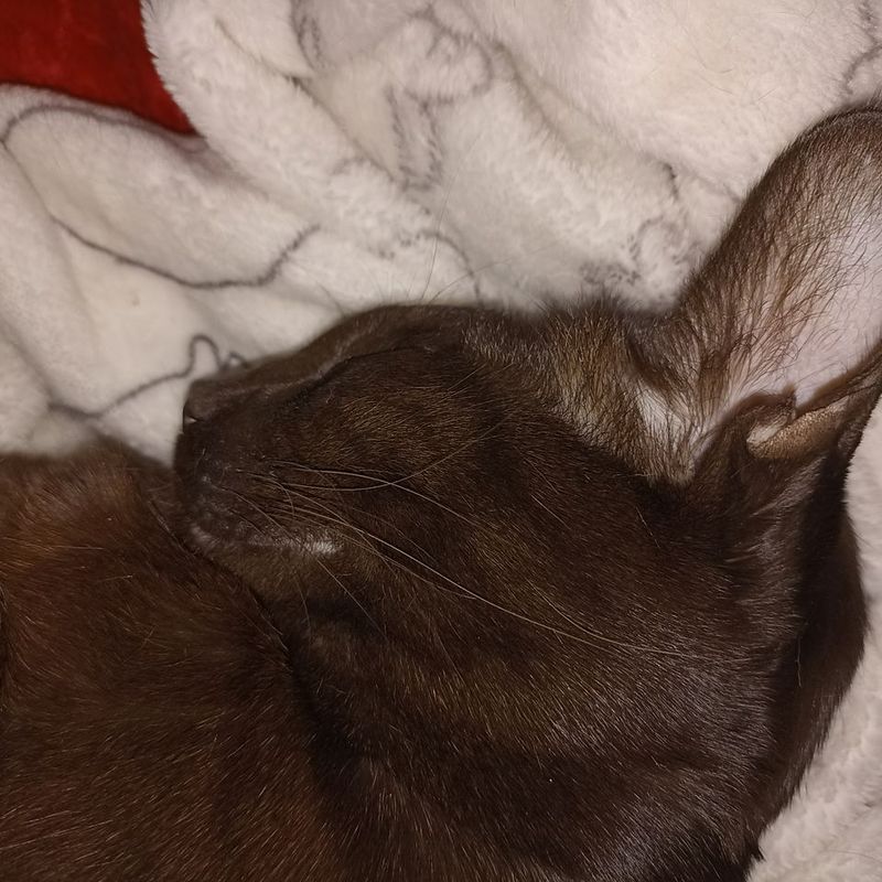 Милый котик