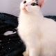a cat