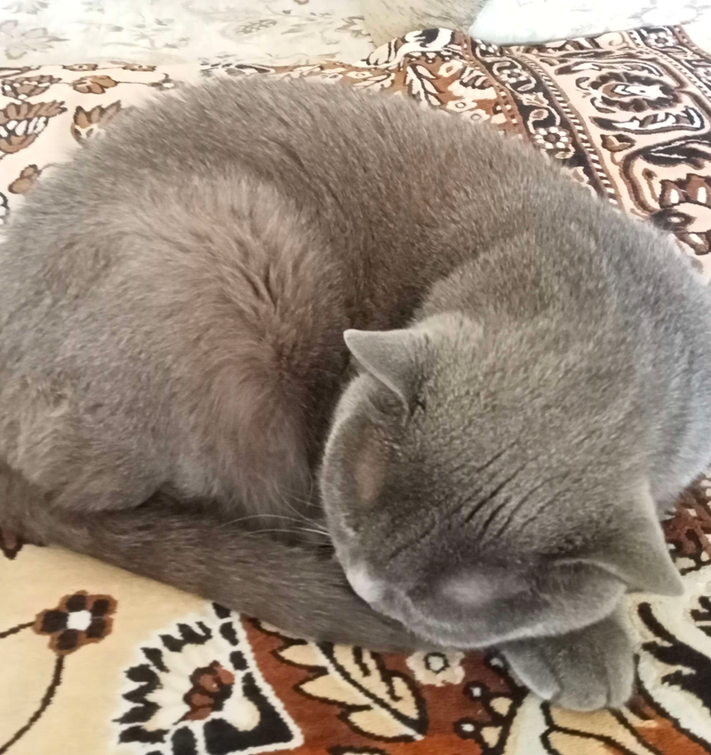 Kucing comel rawak