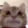 chat volant