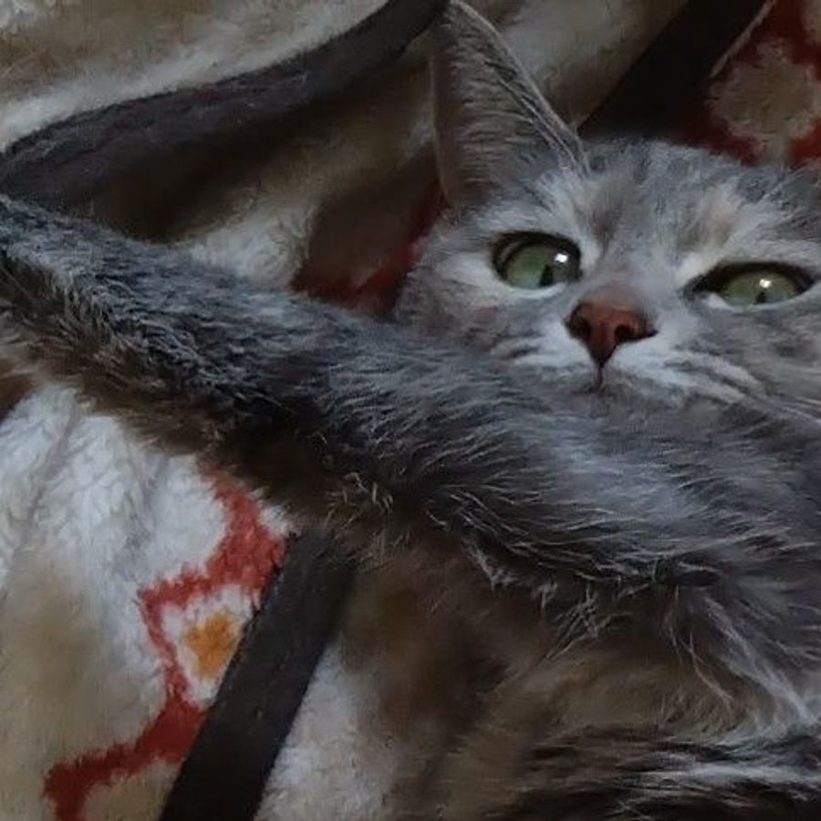 Profil de zurebella4827, Sacré de Birmanie de 8 ans