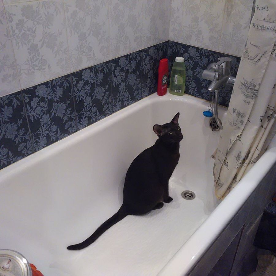 Profil de vexabelly7314, Bengal de 7 ans