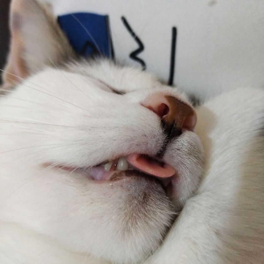 Profil de rovabella8452, Sacré de Birmanie de 8 ans