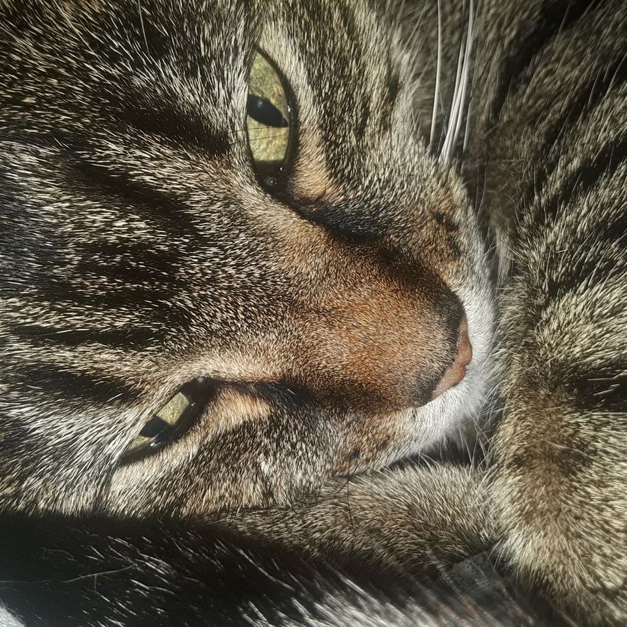 Profil de juvamiss7245, Sacré de Birmanie de 6 ans