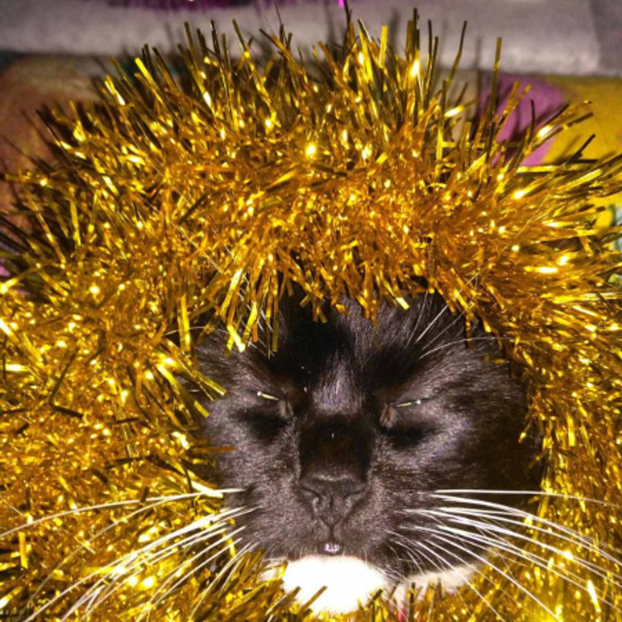 Profil de calomiss7634, Exotic Shorthair de 7 ans