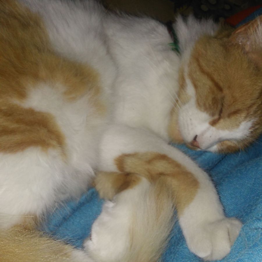 Profil de raxabelly5138, Sacré de Birmanie de 1 ans