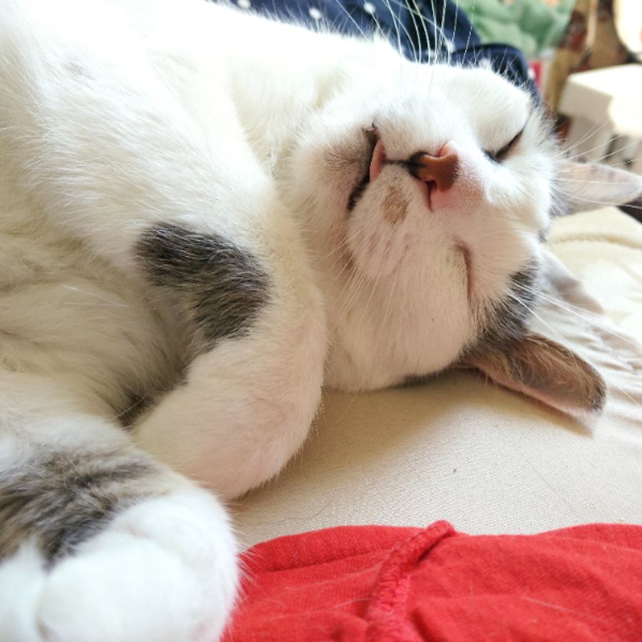 Profil de noremiss6975, Bengal de 10 ans