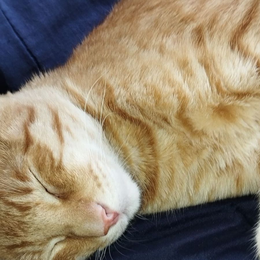 Profil de vexabelly8564, Sacré de Birmanie de 8 ans