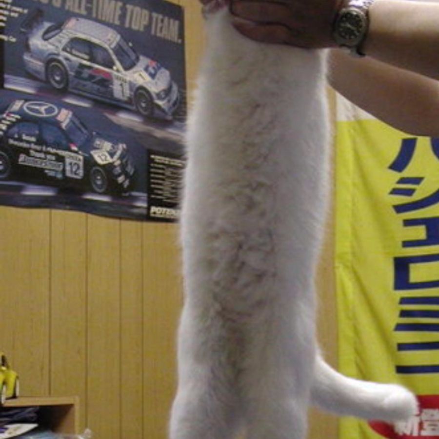 Profil de ruvabella2465, Sacré de Birmanie de 6 ans