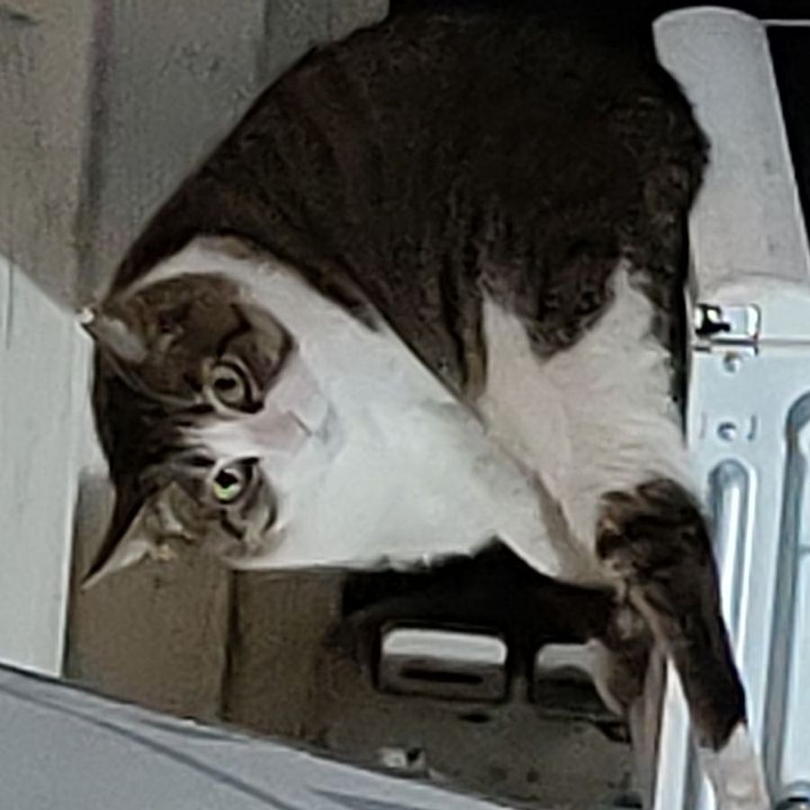 Profil de qirebella2641, British Shorthair de 5 ans