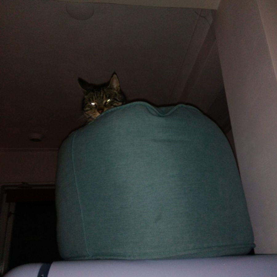 Profil de torabella4321, Maine Coon de 9 ans