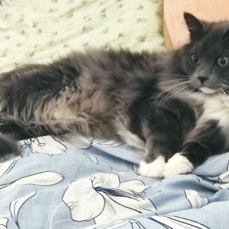 Profil de norabelly7512, Sibérien de 4 ans