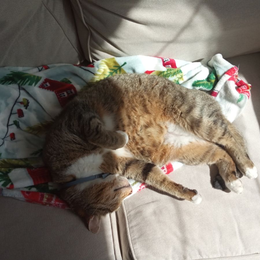 Profil de nivamiss7315, British Shorthair de 6 ans