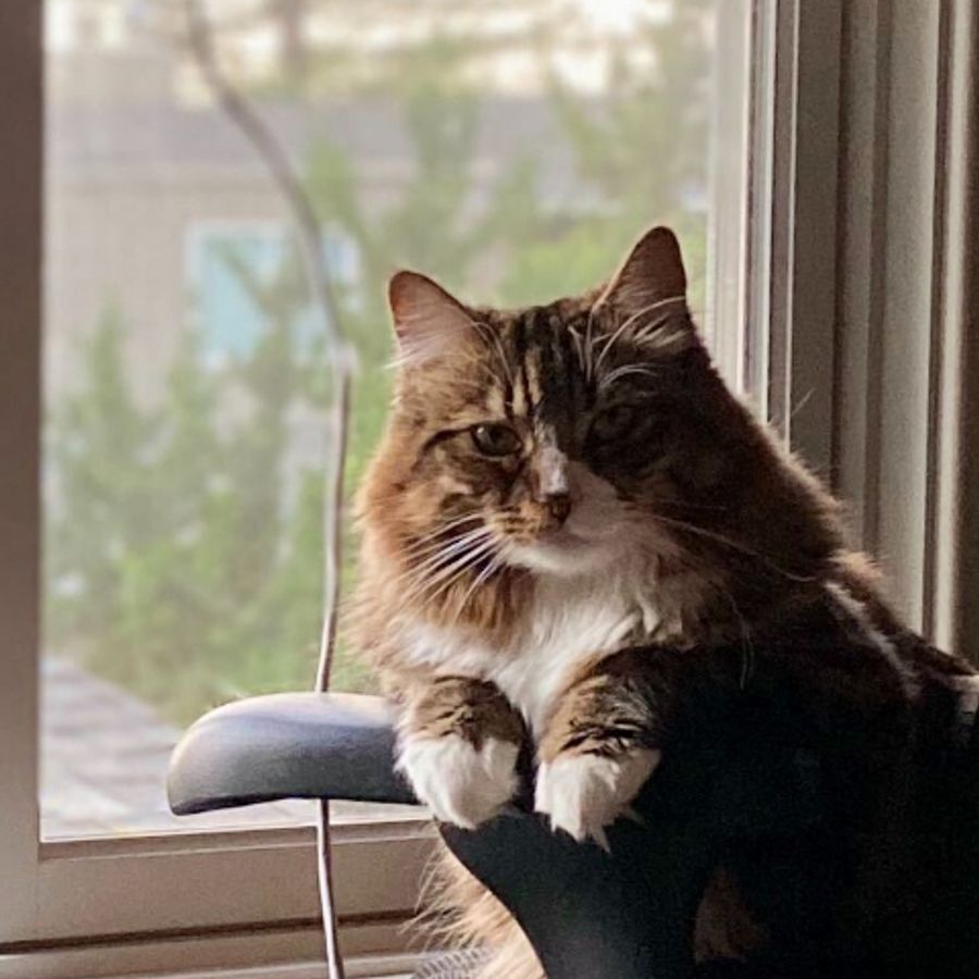 Profil de xolamiss2974, Ragdoll de 12 ans
