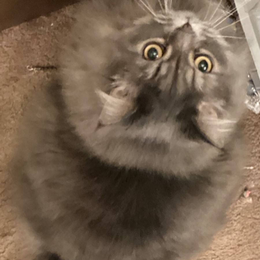 Profil de toremiss6271, Bengal de 7 ans