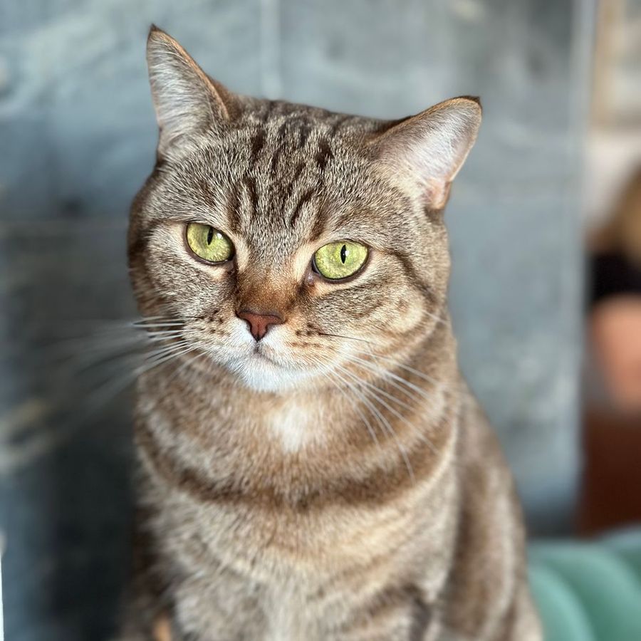 Profil de joremiss1364, Oriental de 3 ans
