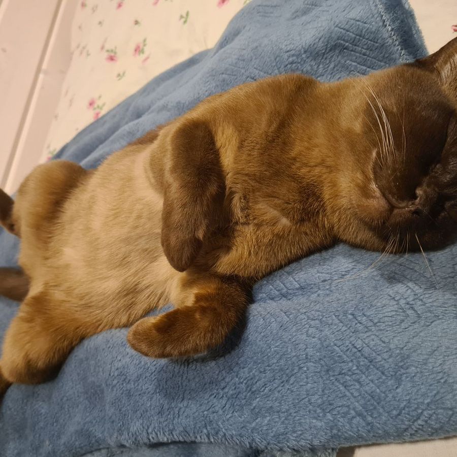 Profil de tirabella6138, Burmese de 7 ans