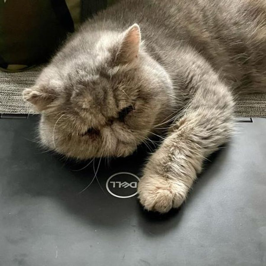 Profil de vexamiss3175, British Shorthair de 5 ans