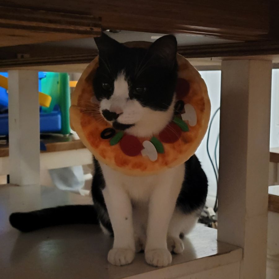 Profil de qorabelly2654, Maine Coon de 9 ans