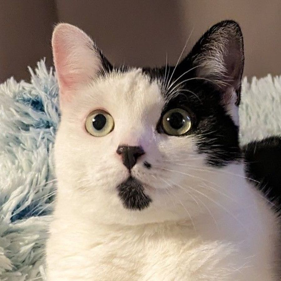 Profil de qivabelly7382, Oriental de 3 ans