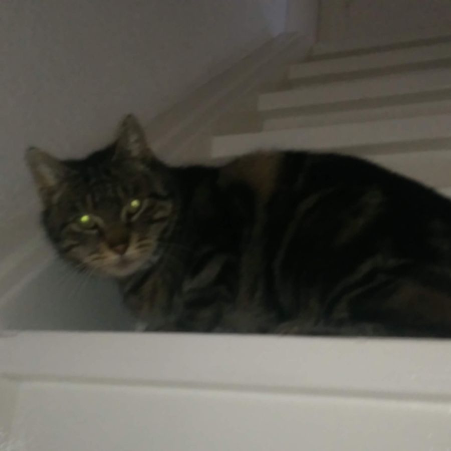 Profil de worebella5371, Chartreux de 7 ans