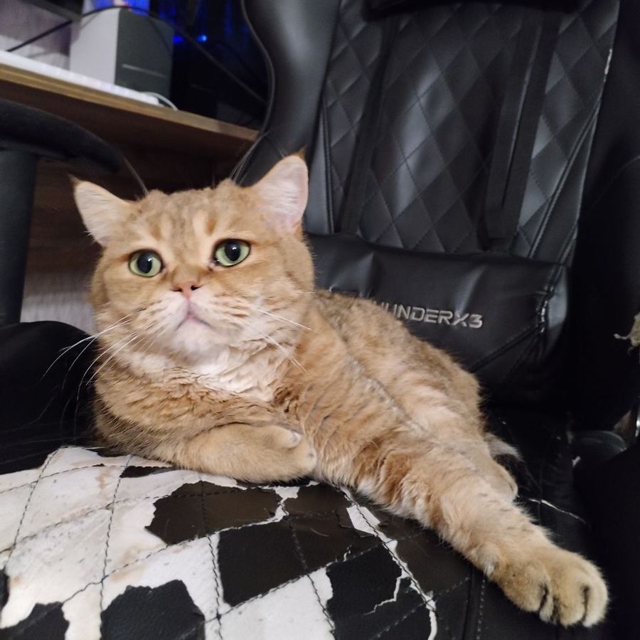 Profil de zolamiss3921, Scottish Fold de 11 ans